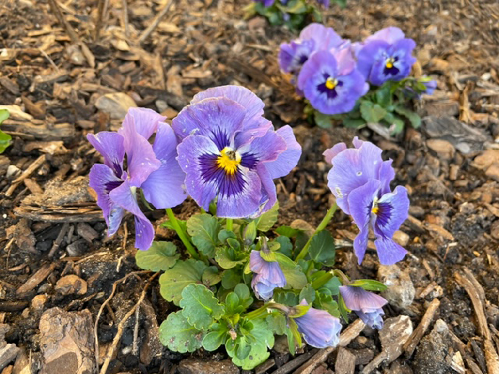 Blumenstrauß, der im Frühling aufblüht